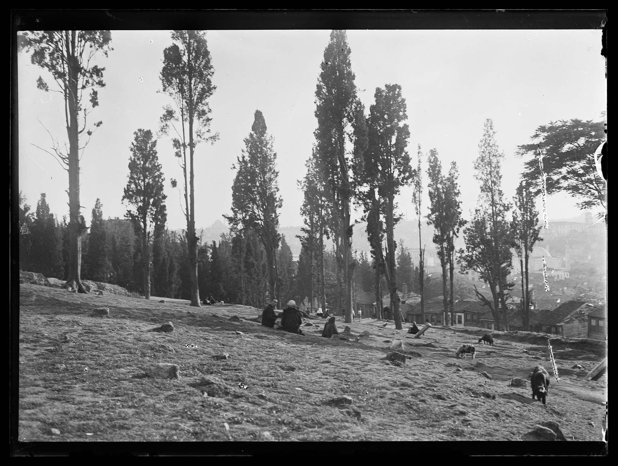 Scène de vie quotidienne : moutons et habitants du quartier dans un pré planté d'arbres